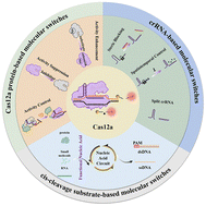 Graphical abstract: Engineering molecular switches of CRISPR/Cas12a for biosensing applications