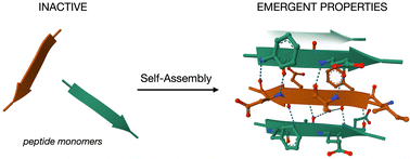 Graphical abstract: Emergent properties of supramolecular peptide assemblies