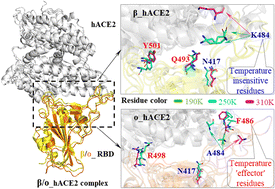 Graphical abstract: Identification of temperature-insensitive residues in regulating SARS-CoV-2 variants-human ACE2 interaction—a study of molecular dynamics simulation