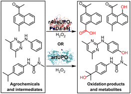Graphical abstract: Complementary oxidation of agrochemicals and intermediates by class I and II unspecific peroxygenases