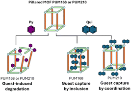Graphical abstract: Collapse or capture? Guest-induced response of two structurally distinct pillared-MOFs upon exposure to pyridines and quinolines