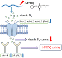 Graphical abstract: Environmentally relevant concentrations of 6-PPDQ disrupt vitamin D3 adsorption and receptor function in Caenorhabditis elegans