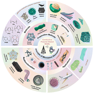 Graphical abstract: Research progress on conductive polymer-based microwave absorption materials: from materials design to functionalities and applications