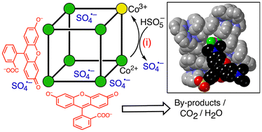 Graphical abstract: An investigation into catalysed xanthene-based dye oxidation by a family of coordination cages