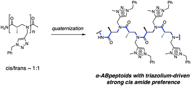 Graphical abstract: cis-Amide promotion in α-ABpeptoid foldamers via triazolium side chains