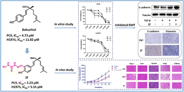 Graphical abstract: Novel bakuchiol derivatives inhibit the migration and invasion of non-small cell lung cancer by suppressing epithelial-to-mesenchymal transition