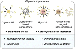 Graphical abstract: Multivalently engineered glyco-nanoplatforms for targeted therapy and diagnostics