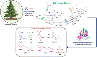 Graphical abstract: Lignin depolymerization from softwood biomass using integrated protic ionic liquid–enzyme pretreatment