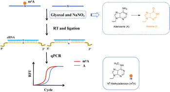 Graphical abstract: Targeted detection method for locus-specific m6A modifications in low-abundance transcripts based on chemical conversion