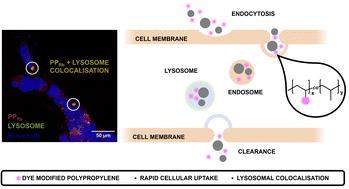 Graphical abstract: Fluorescently labelled polypropylene as a model microplastic for cellular imaging