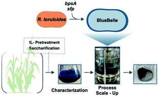 Graphical abstract: Sustainable bioproduction of the blue pigment indigoidine: Expanding the range of heterologous products in R. toruloides to include non-ribosomal peptides