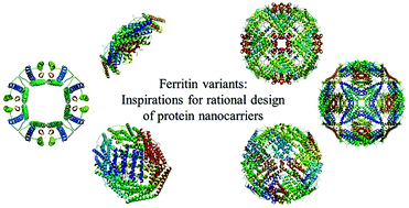 Graphical abstract: Ferritin variants: inspirations for rationally designing protein nanocarriers