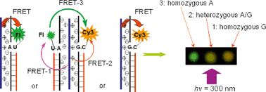 Graphical abstract: Conjugated polyelectrolyte–DNA complexes for multi-color and one-tube SNP genotyping assays