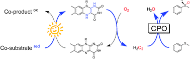 Graphical abstract: Visible light-driven and chloroperoxidase-catalyzed oxygenation reactions