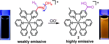 Graphical abstract: An iridium(iii) complex of oximated 2,2′-bipyridine as a sensitive phosphorescent sensor for hypochlorite