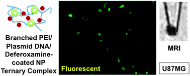 Graphical abstract: Enhanced cellular uptake and gene delivery of glioblastoma with deferoxamine-coated nanoparticle/plasmid DNA/branched polyethylenimine composites