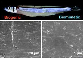 Graphical abstract: Morphology and orientation control of guanine crystals: a biogenic architecture and its structure mimetics