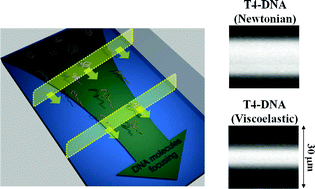 Graphical abstract: Lateral migration and focusing of colloidal particles and DNA molecules under viscoelastic flow