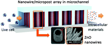 Graphical abstract: Nanowire-integrated microfluidic devices for facile and reagent-free mechanical cell lysis
