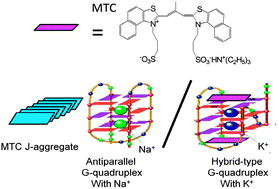 Graphical abstract: Quantification of the Na+/K+ ratio based on the different response of a newly identified G-quadruplex to Na+ and K+