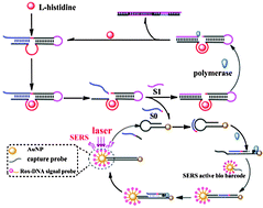 Graphical abstract: A sensitive SERS assay of l-histidine via a DNAzyme-activated target recycling cascade amplification strategy