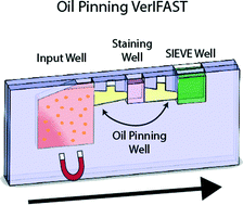 Graphical abstract: Paired diagnostic and pharmacodynamic analysis of rare non-small cell lung cancer cells enabled by the VerIFAST platform