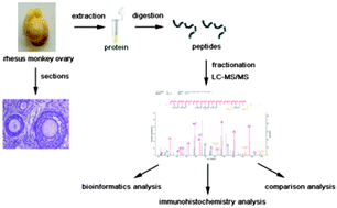 Graphical abstract: Unravelling the proteome of adult rhesus monkey ovaries