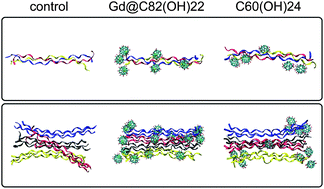 Graphical abstract: Impacts of fullerene derivatives on regulating the structure and assembly of collagen molecules