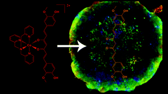 Graphical abstract: Delivery and release of curcumin by a hypoxia-activated cobalt chaperone: a XANES and FLIM study