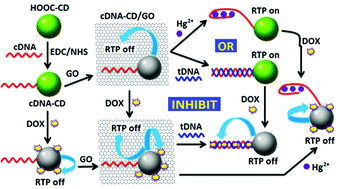 Graphical abstract: Room-temperature phosphorescence logic gates developed from nucleic acid functionalized carbon dots and graphene oxide