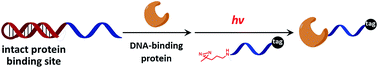 Graphical abstract: Photoaffinity labeling of transcription factors by DNA-templated crosslinking