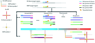 Graphical abstract: Real-time PCR melting analysis with fiber optic SPR enables multiplex DNA identification of bacteria