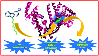 Graphical abstract: Optical signaling in biofluids: a nondenaturing photostable molecular probe for serum albumins