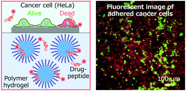 Graphical abstract: Affinity-based release of polymer-binding peptides from hydrogels with the target segments of peptides