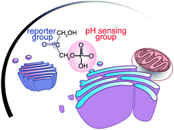 Graphical abstract: Hyperpolarised organic phosphates as NMR reporters of compartmental pH