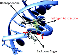 Graphical abstract: Hydrogen abstraction by photoexcited benzophenone: consequences for DNA photosensitization