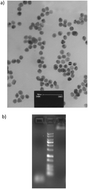 Graphical abstract: A novel fluorescent aptasensor based on gold and silica nanoparticles for the ultrasensitive detection of ochratoxin A