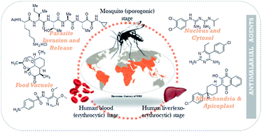 Graphical abstract: A structure guided drug-discovery approach towards identification of Plasmodium inhibitors