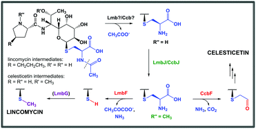 Graphical abstract: Deacetylation of mycothiol-derived ‘waste product’ triggers the last biosynthetic steps of lincosamide antibiotics