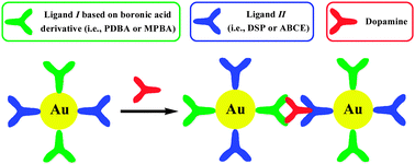 Graphical abstract: Fast, sensitive and selective colorimetric gold bioassay for dopamine detection