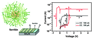 Graphical abstract: Convertible resistive switching characteristics between memory switching and threshold switching in a single ferritin-based memristor