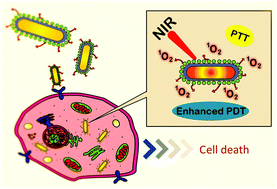 Graphical abstract: Photosensitizer anchored gold nanorods for targeted combinational photothermal and photodynamic therapy