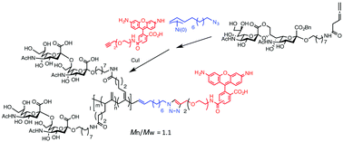Graphical abstract: Synthesis of end-functionalized glycopolymers containing α(2,8) disialic acids via π-allyl nickel catalyzed coordinating polymerization and their interaction with Siglec-7