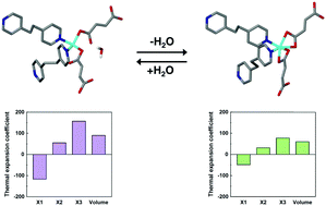 Graphical abstract: A five-fold interpenetrated metal–organic framework showing a large variation in thermal expansion behaviour owing to dramatic structural transformation upon dehydration–rehydration