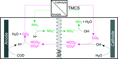 Graphical abstract: Gas-permeable hydrophobic membranes enable transport of CO2 and NH3 to improve performance of bioelectrochemical systems