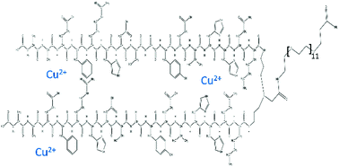 Graphical abstract: Copper(ii) coordination properties of the Aβ(1–16)2 peptidomimetic: experimental evidence of intermolecular macrochelate complex species in the Aβ dimer