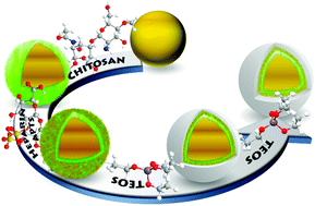 Graphical abstract: Multilayered silica-biopolymer nanocapsules with a hydrophobic core and a hydrophilic tunable shell thickness