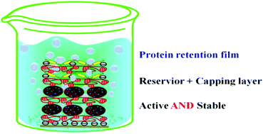 Graphical abstract: A functional protein retention and release multilayer with high stability