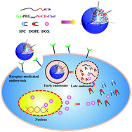 Graphical abstract: Novel glycyrrhetinic acid conjugated pH-sensitive liposomes for the delivery of doxorubicin and its antitumor activities