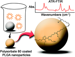 Graphical abstract: Deciphering the mechanism and structural features of polysorbate 80 during adsorption on PLGA nanoparticles by attenuated total reflectance – Fourier transform infrared spectroscopy